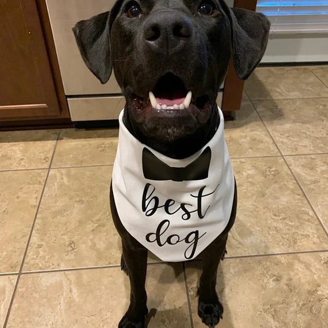 Dog Bandana & Tuxedo