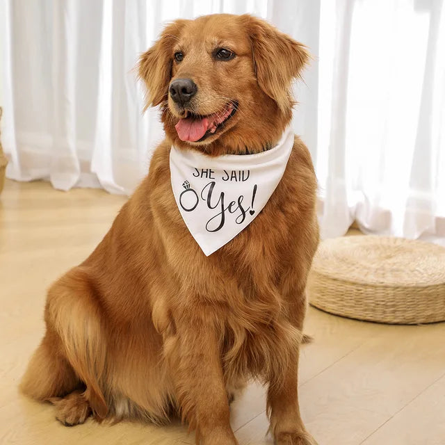Dog Bandana & Tuxedo